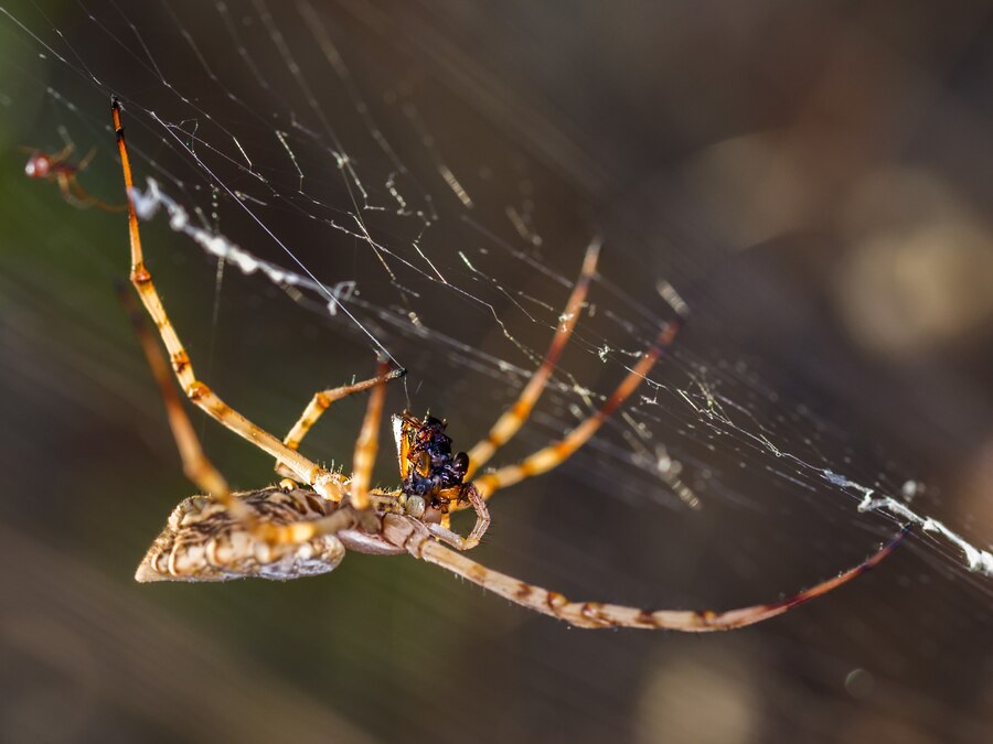 large spiders in texas