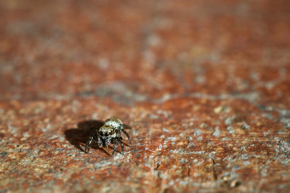 tiny white insects in house