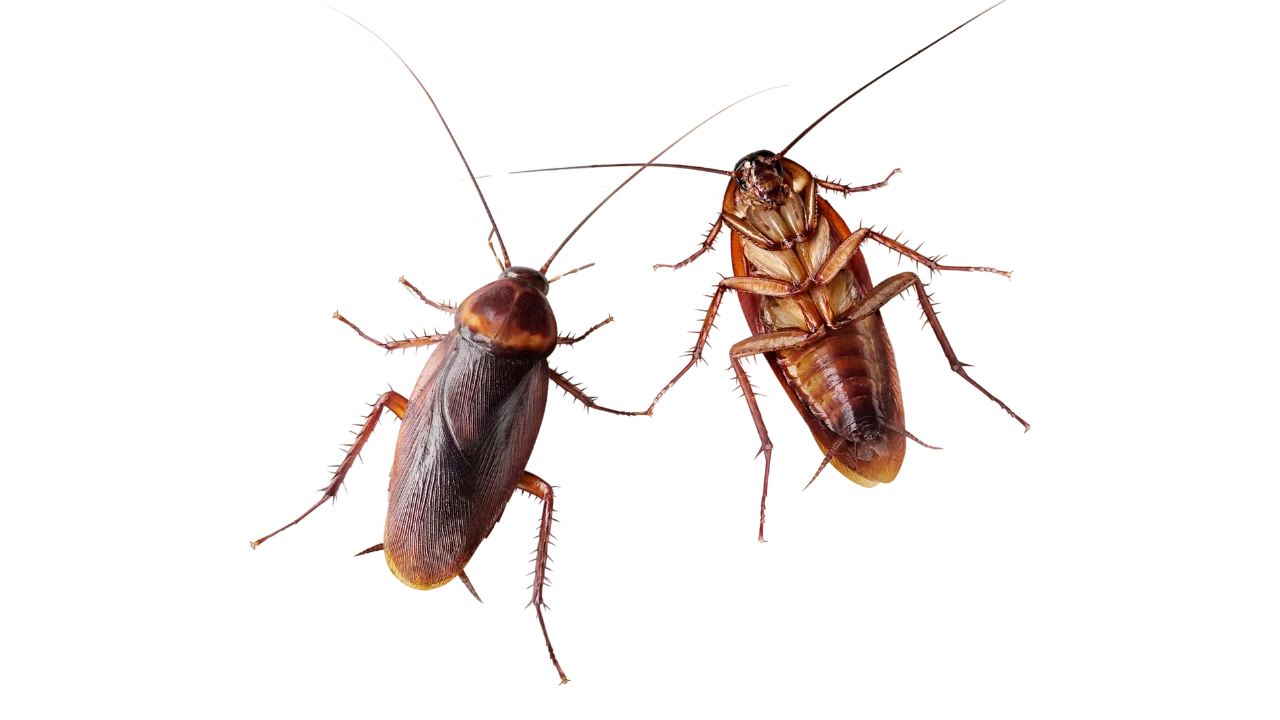 Cockroach pest control USA