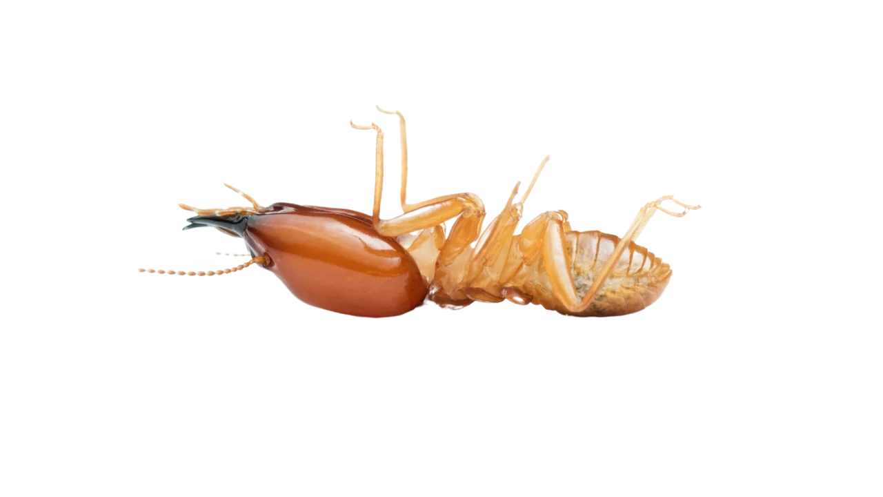 termite extermination USA