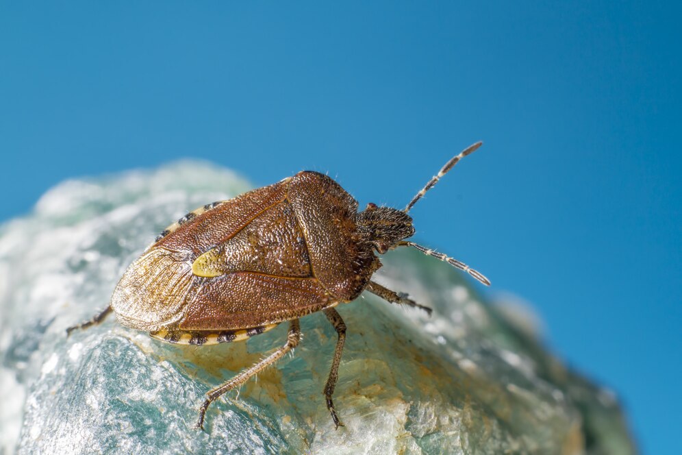 How Long Can Fleas Live in Carpet Without a Host