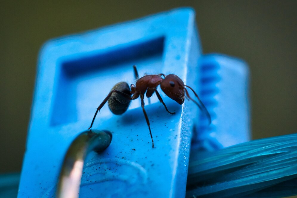 does killing ants attract more ants