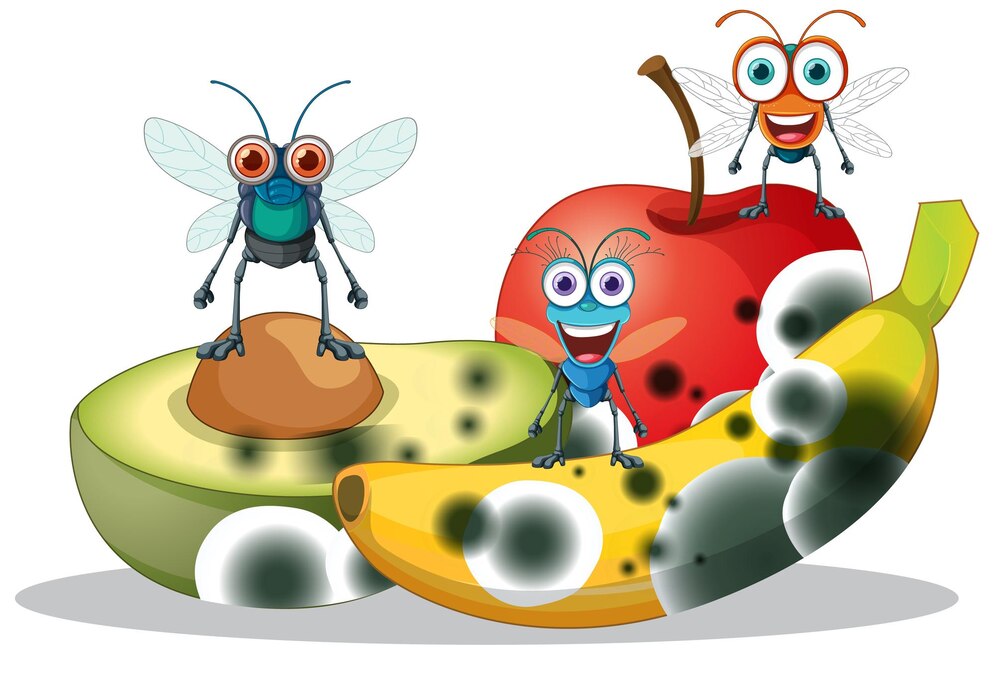 are gnats and fruit flies the same