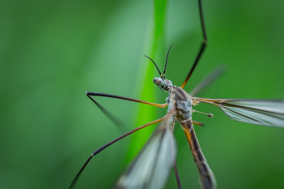 what colors are mosquitoes attracted to