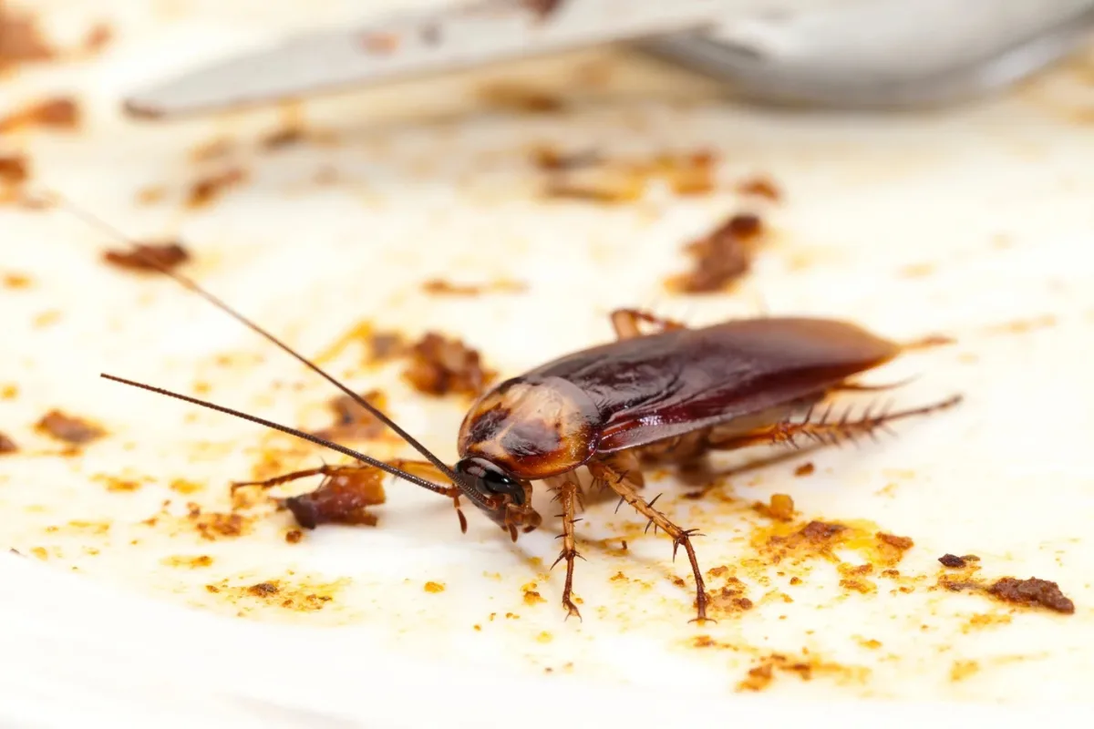 pest control services for cockroach