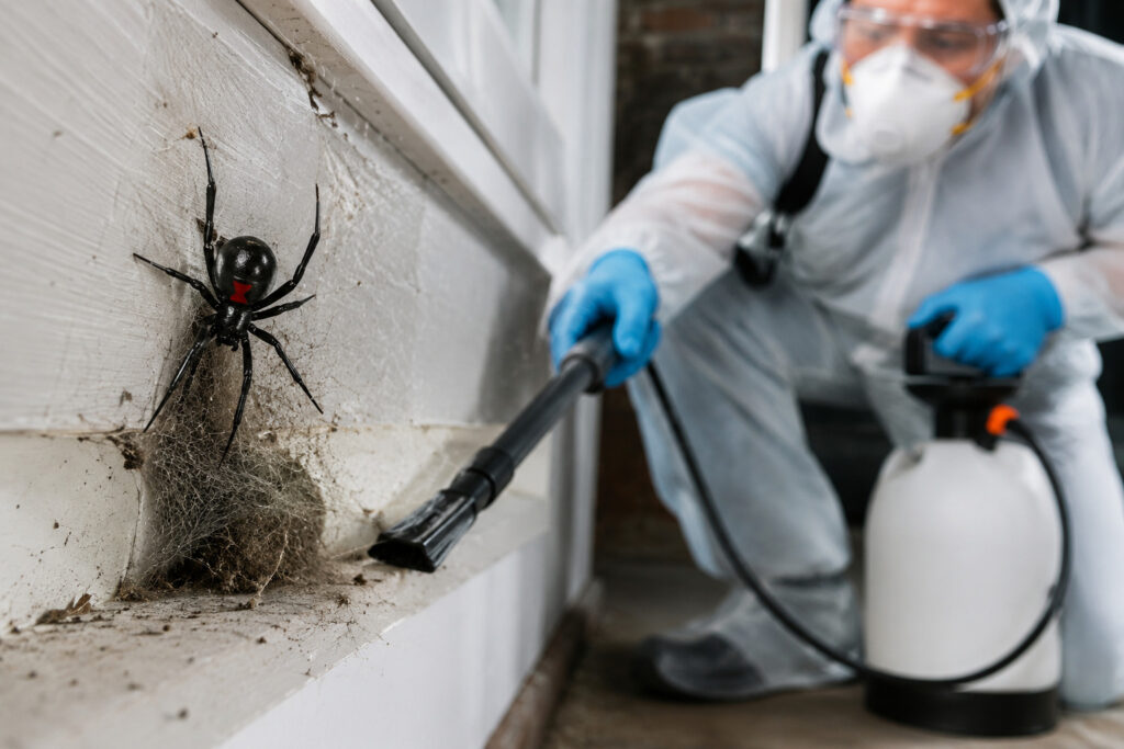 Black Widow Spider Removal Near Me in USA