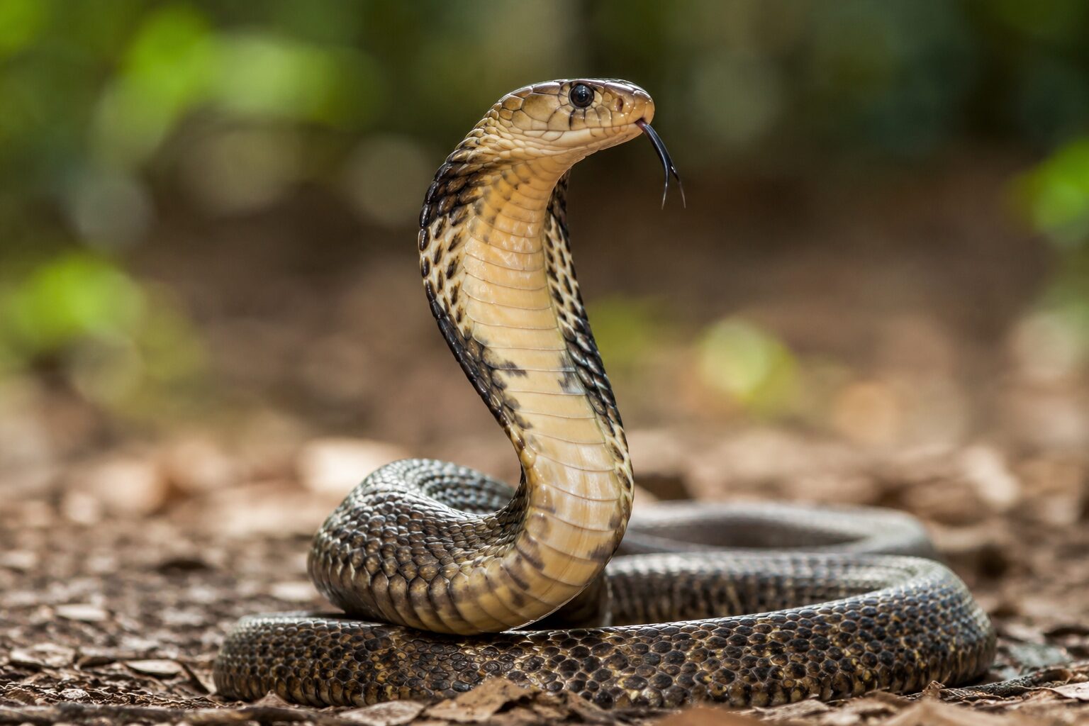 How to Get a Snake Out of Your House Safely