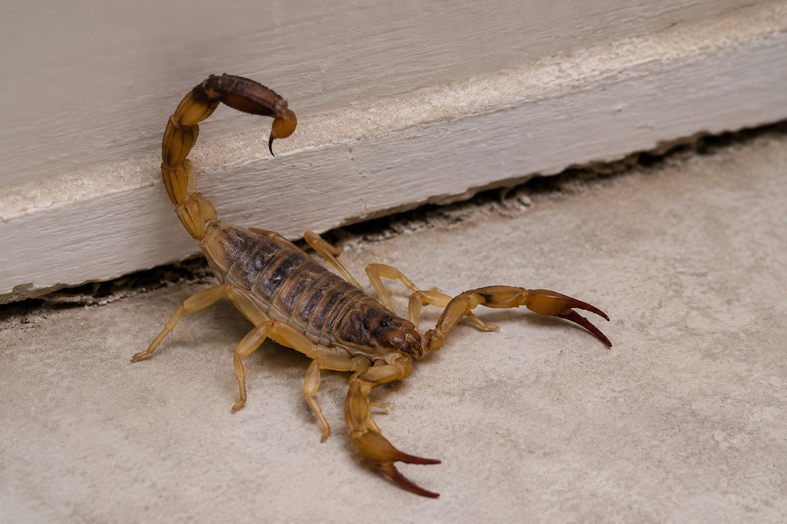 Residential Scorpion Control Service in Dover