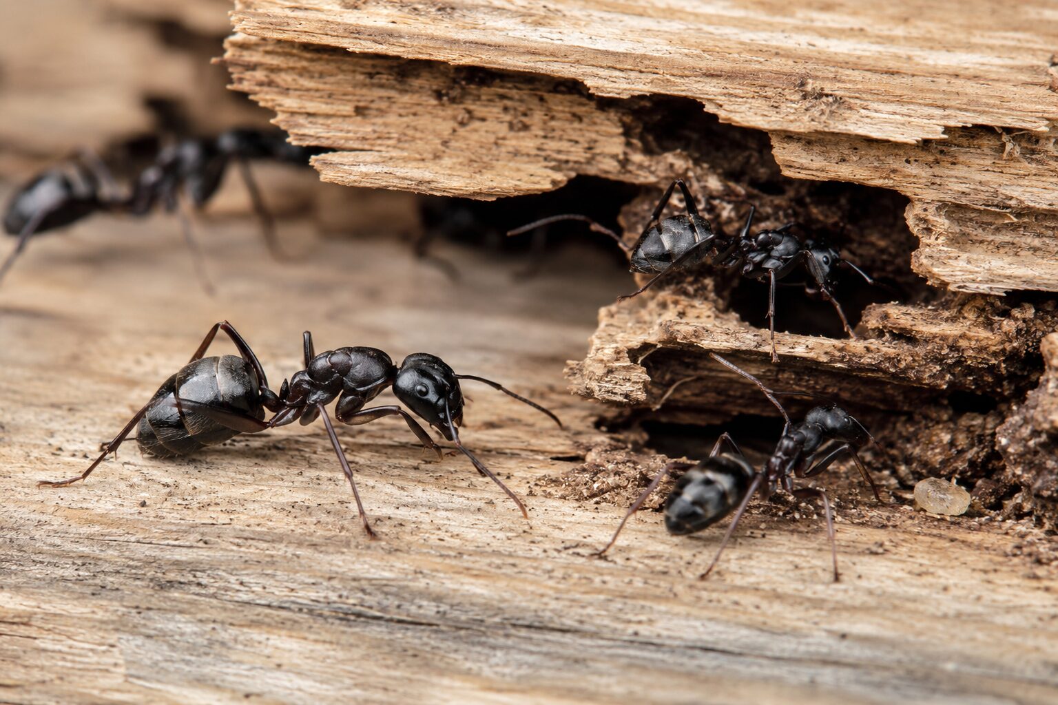 What Are the First Signs of a Carpenter Ant Infestation