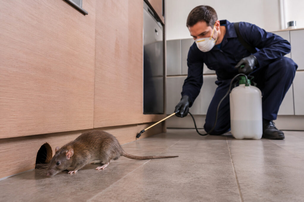 What Are the Signs You Need for Rodent Control Services