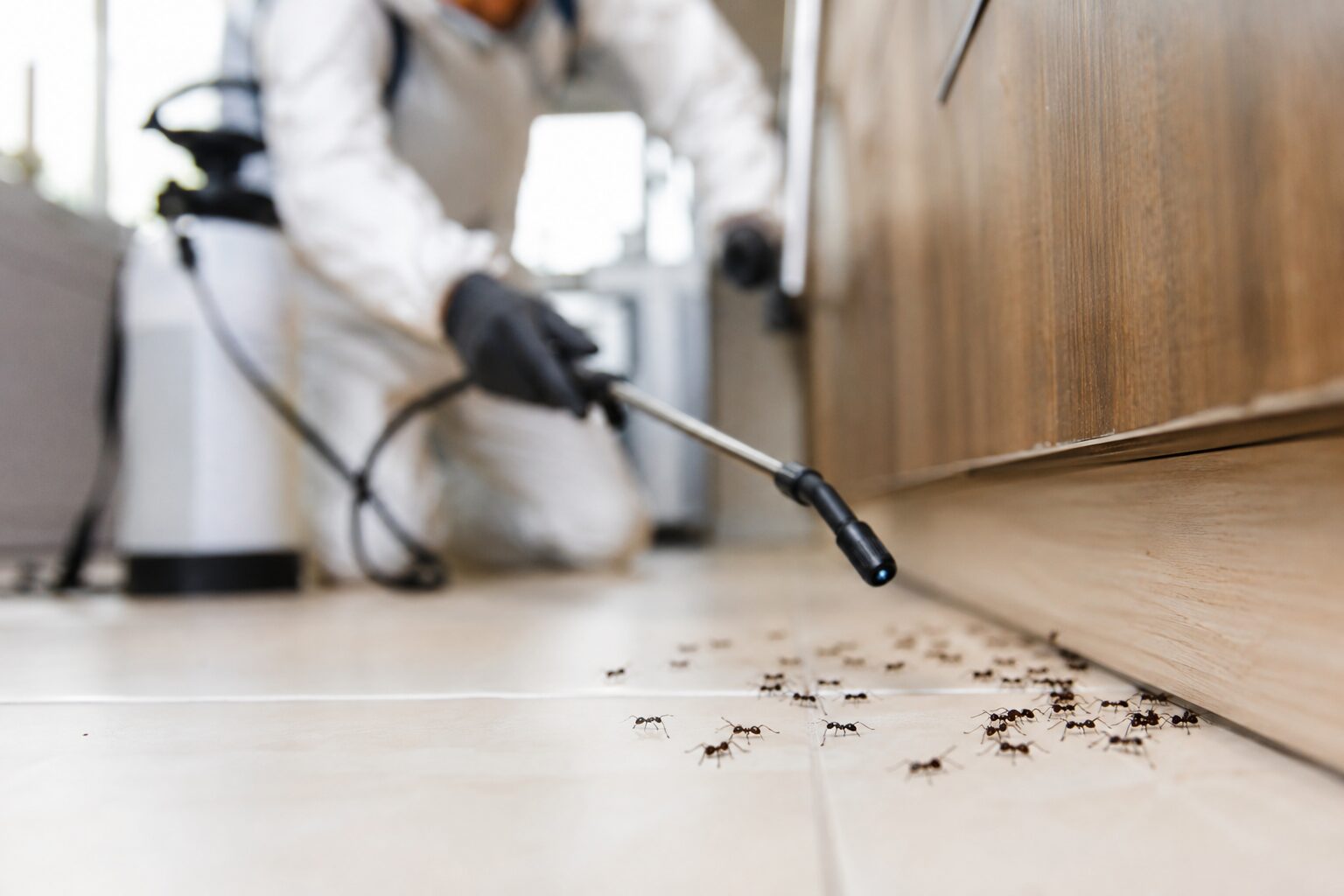 How to Prevent Ants