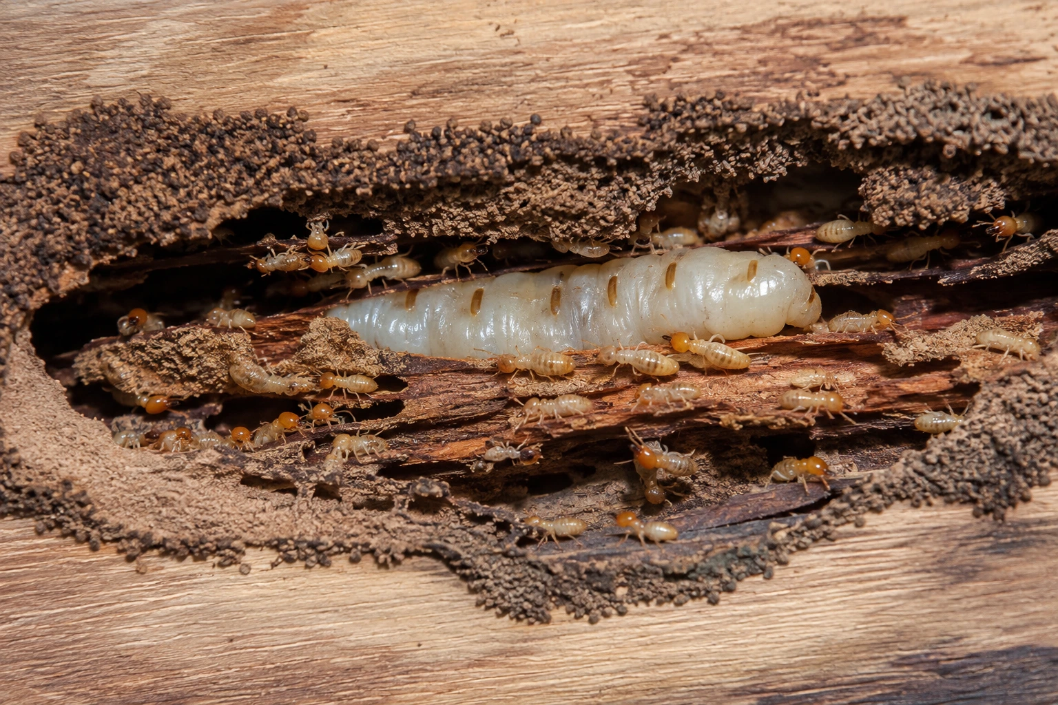 What are the First Signs of Termites